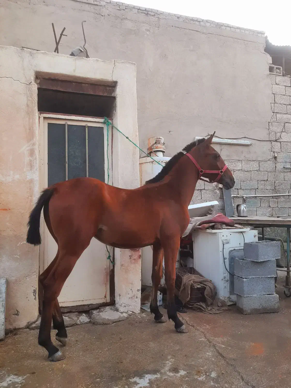 اسب فروشی|اسب و تجهیزات اسبسواری|بهبهان, |دیوار