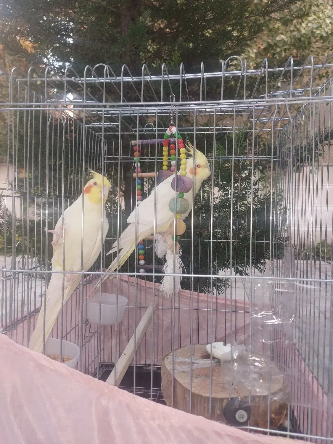 عروس هلندی سخن گو|پرنده|کرج, فاز ۲ مهرشهر|دیوار