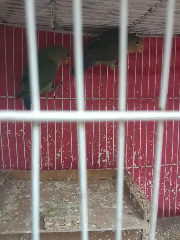 یه جفت کوتوله خوشرنگ|پرنده|تربت جام, شهید مدرس|دیوار