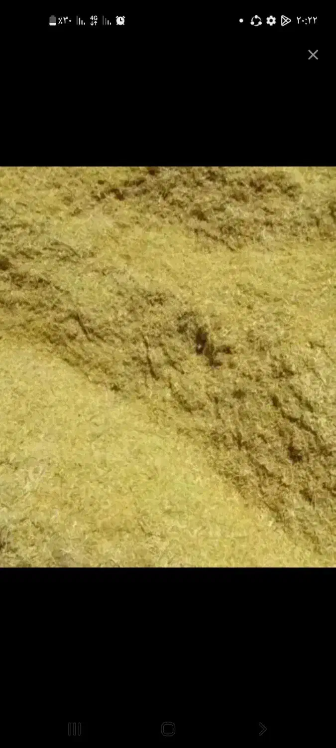 کاه|لوازم جانبی حیوانات|کبودرآهنگ, |دیوار