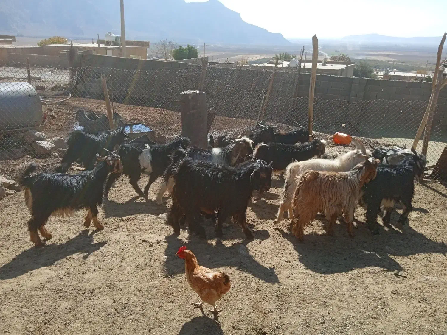 ۵ راس کهره نر چاق|حیوانات مزرعه|بانش, |دیوار