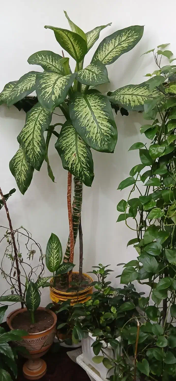 دیفن باخیا غولپیکر|گل و گیاه طبیعی|سراب, |دیوار