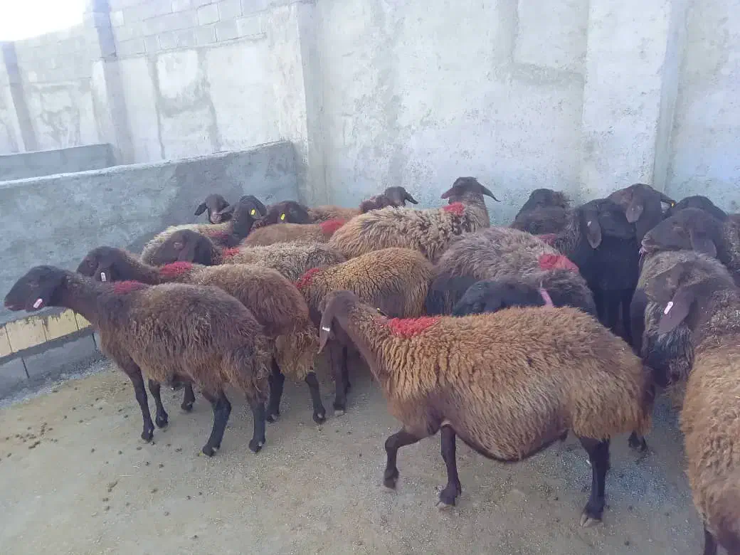 میش هترو و همو آبستن|حیوانات مزرعه|صحنه, |دیوار