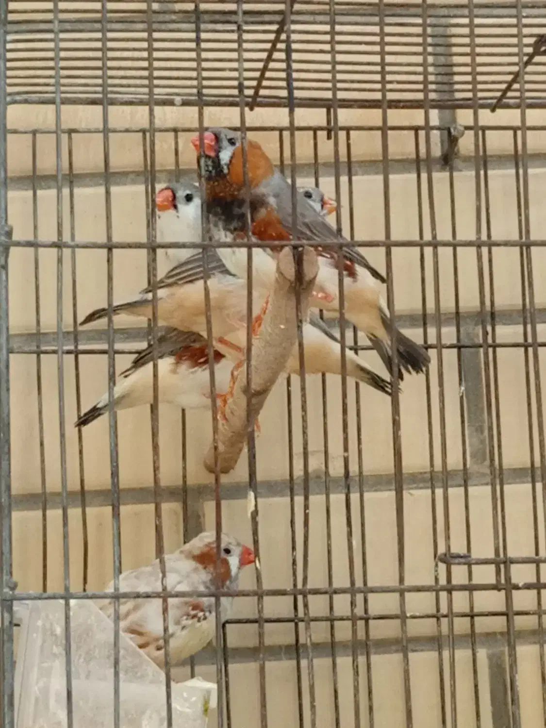 فنچ کینگ|پرنده|شیراز, شهرک مهدیه|دیوار