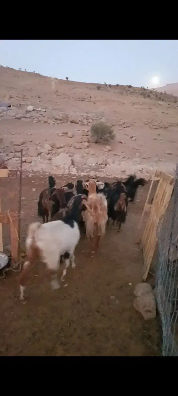 گوسفند بز|حیوانات مزرعه|سیدان, |دیوار