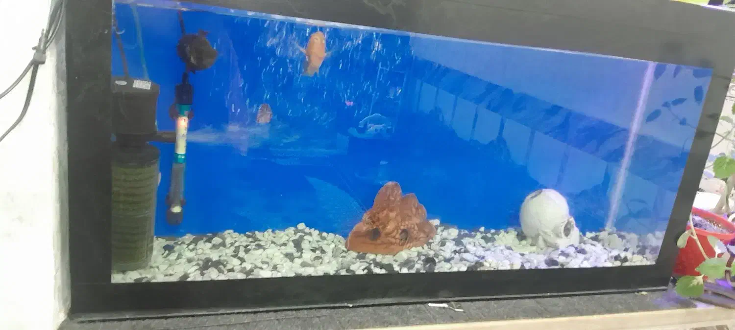 اکواریوم|ماهی|اهواز, حصیرآباد|دیوار