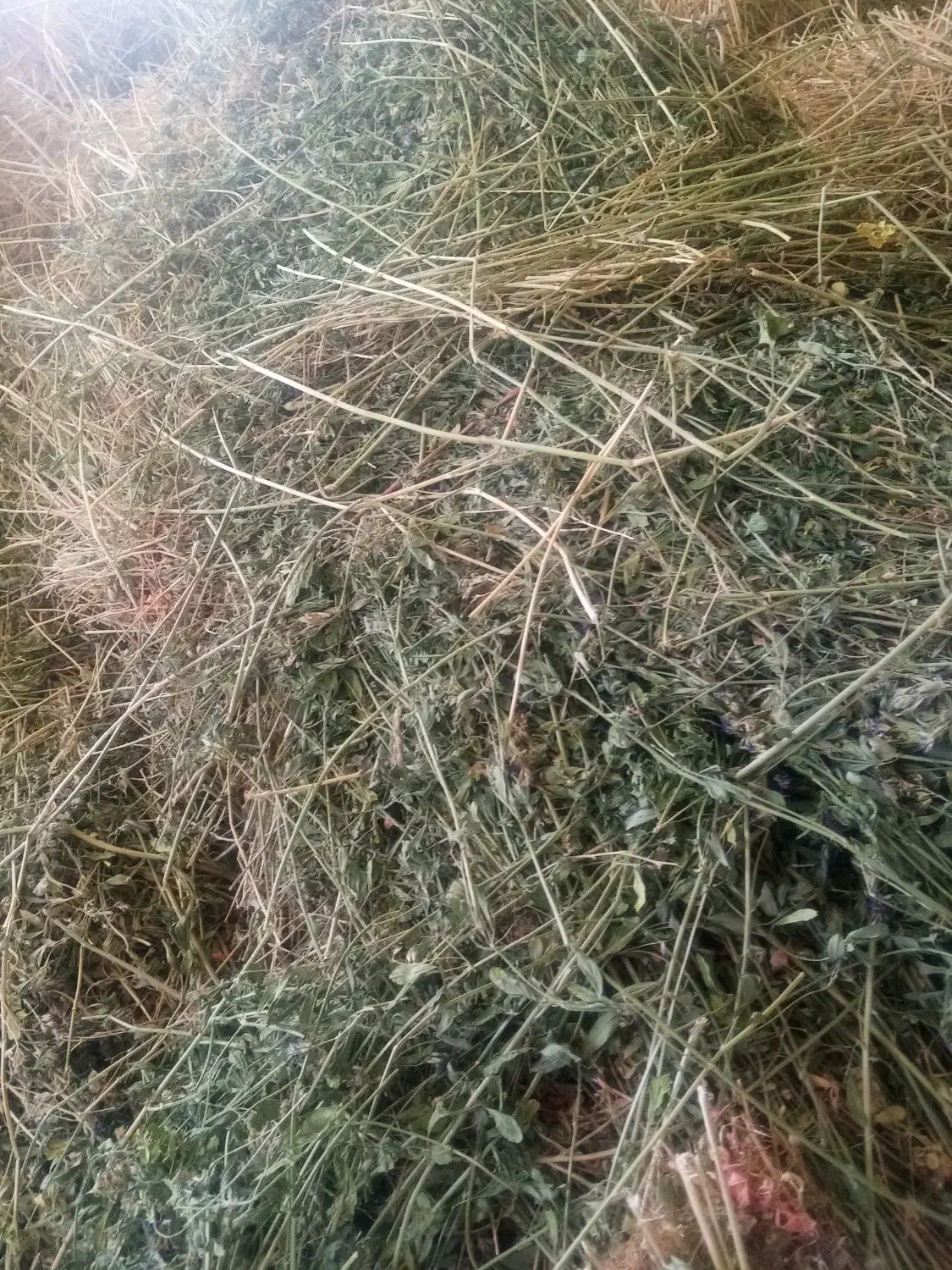 یونجه خشک|خدمات باغبانی و درختکاری|قوچان, |دیوار