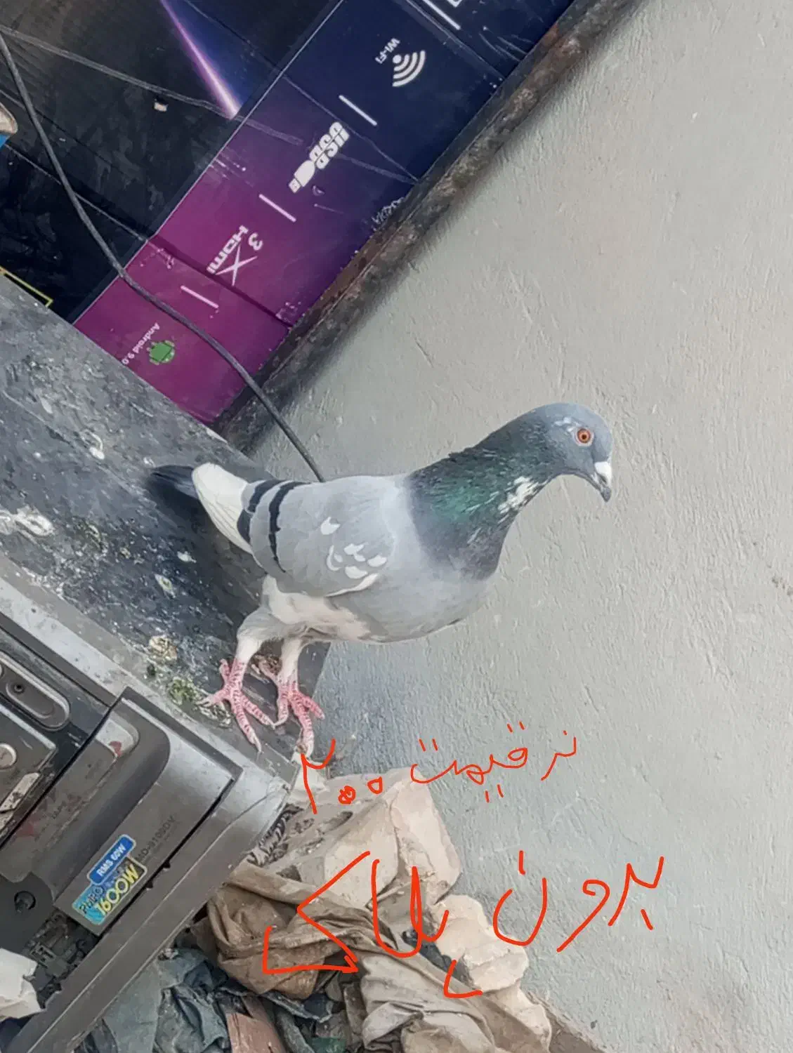 پلاکی و دوکت|پرنده|بندر گناوه, |دیوار