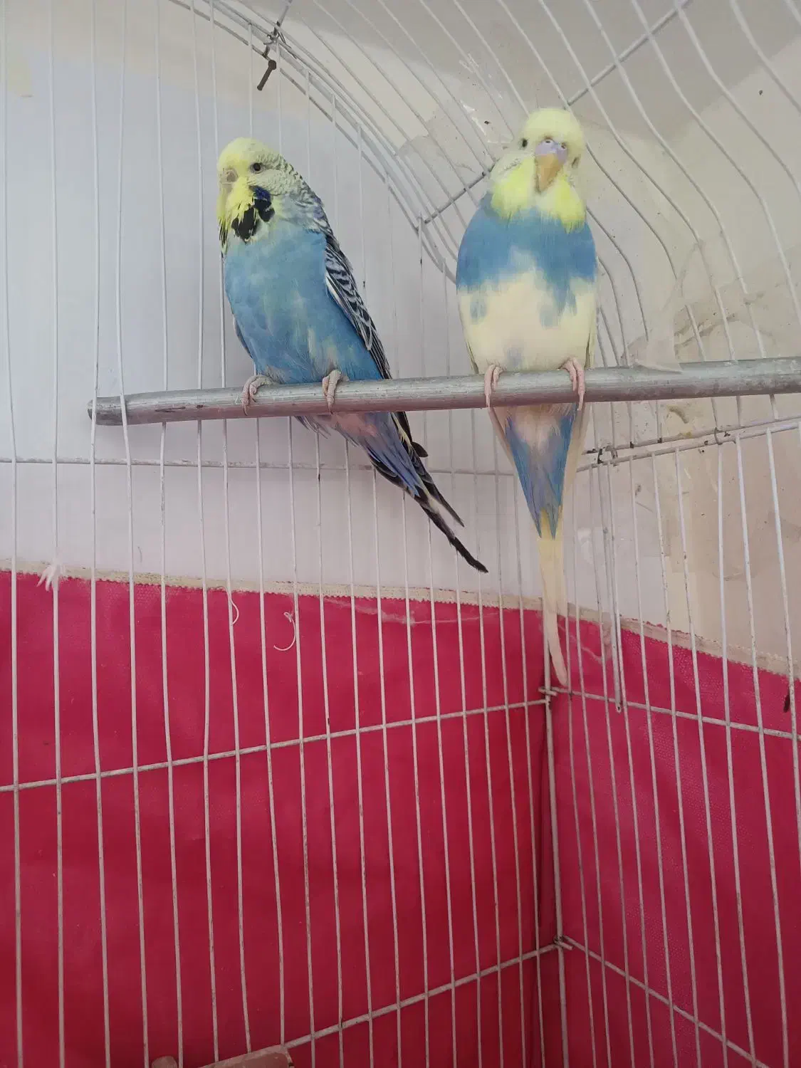 مرغ عشق انگلیسی گریدبالا|پرنده|گرمدره, |دیوار