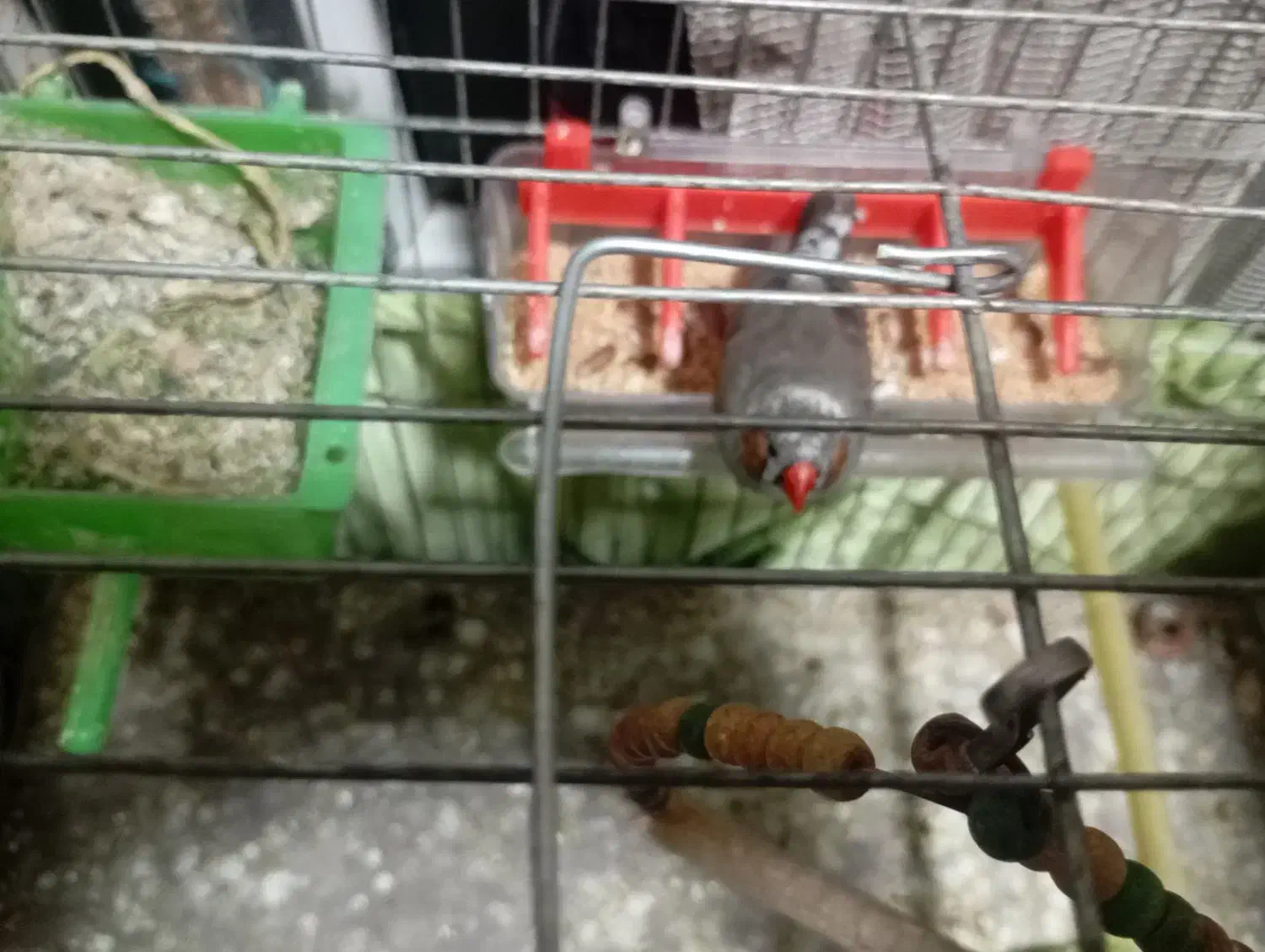 فنچ|پرنده|ری, ولی آباد|دیوار