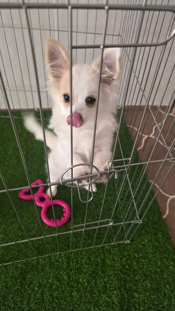 تدی|سگ|فسا, |دیوار