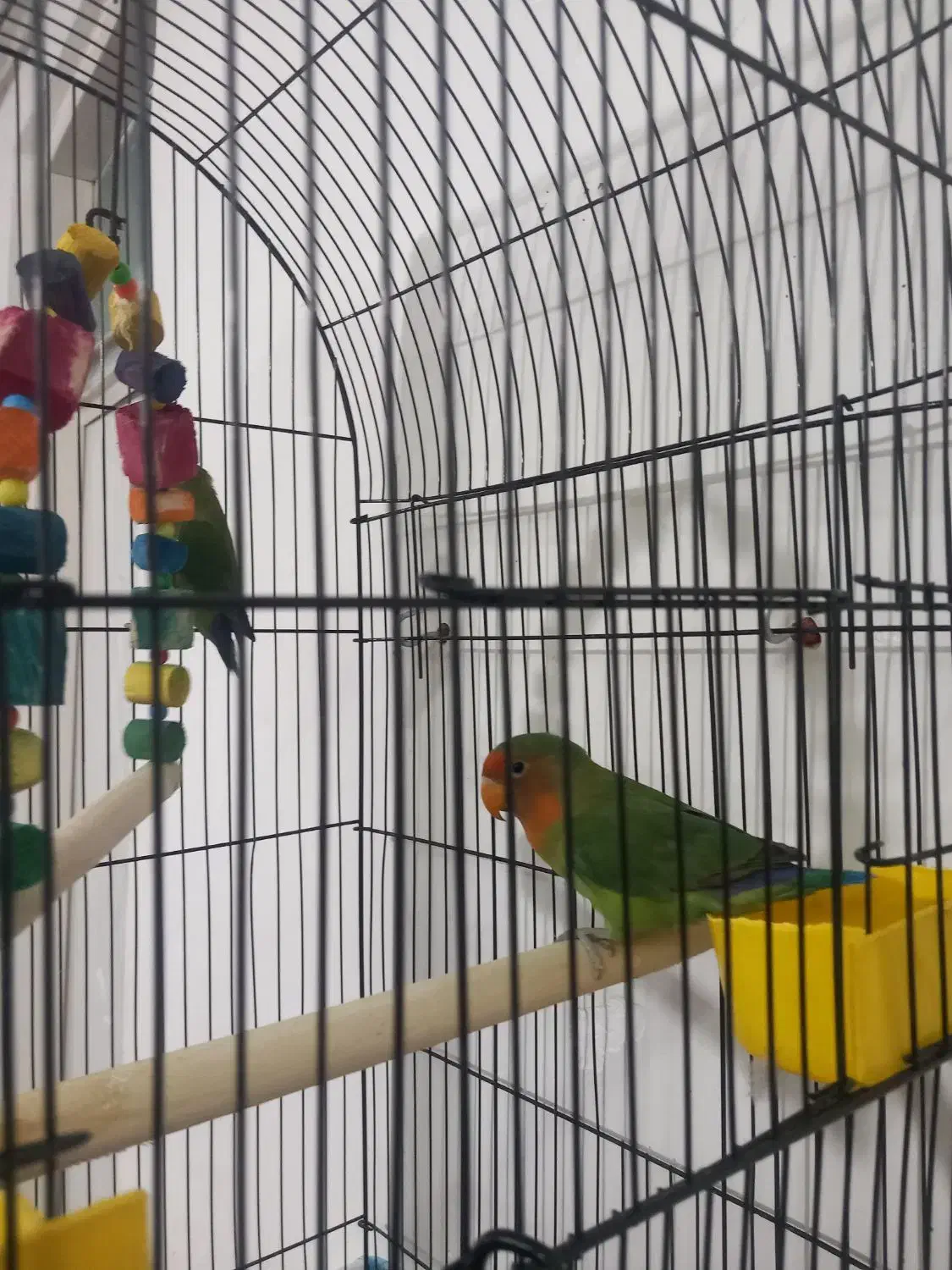 کوتوله برزیلی|پرنده|قرچک, محمد آباد|دیوار