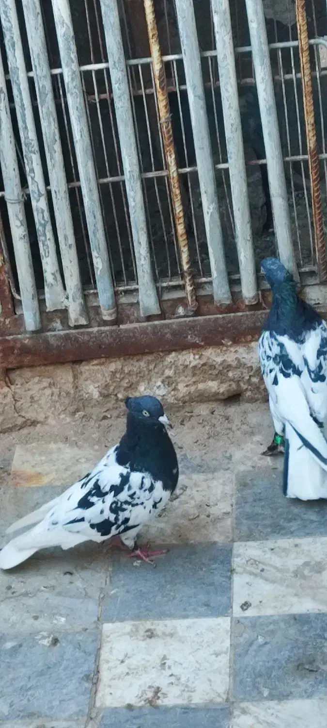 کل سیاه|پرنده|قم, شهر قائم|دیوار