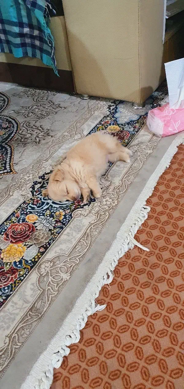 سگ مالتیپو|سگ|قم, انسجام|دیوار