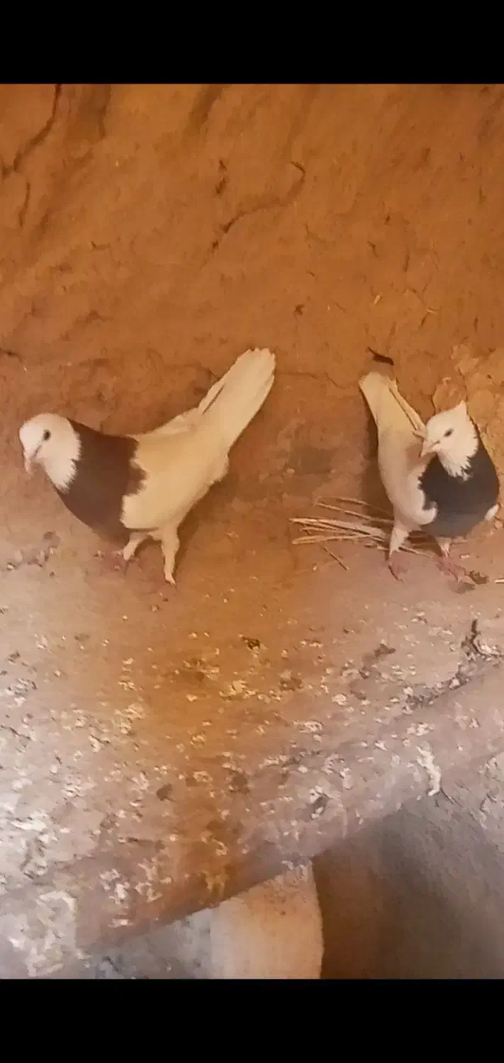 جفت طوقی فروشی|پرنده|شهرآباد, |دیوار