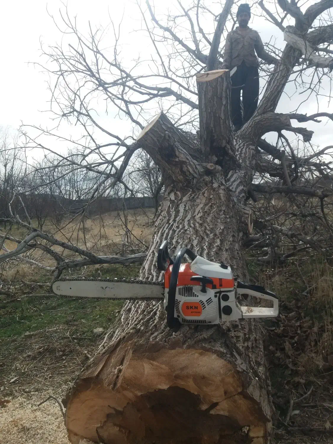 خریدار چوب باغات|خدمات باغبانی و درختکاری|صحنه, |دیوار