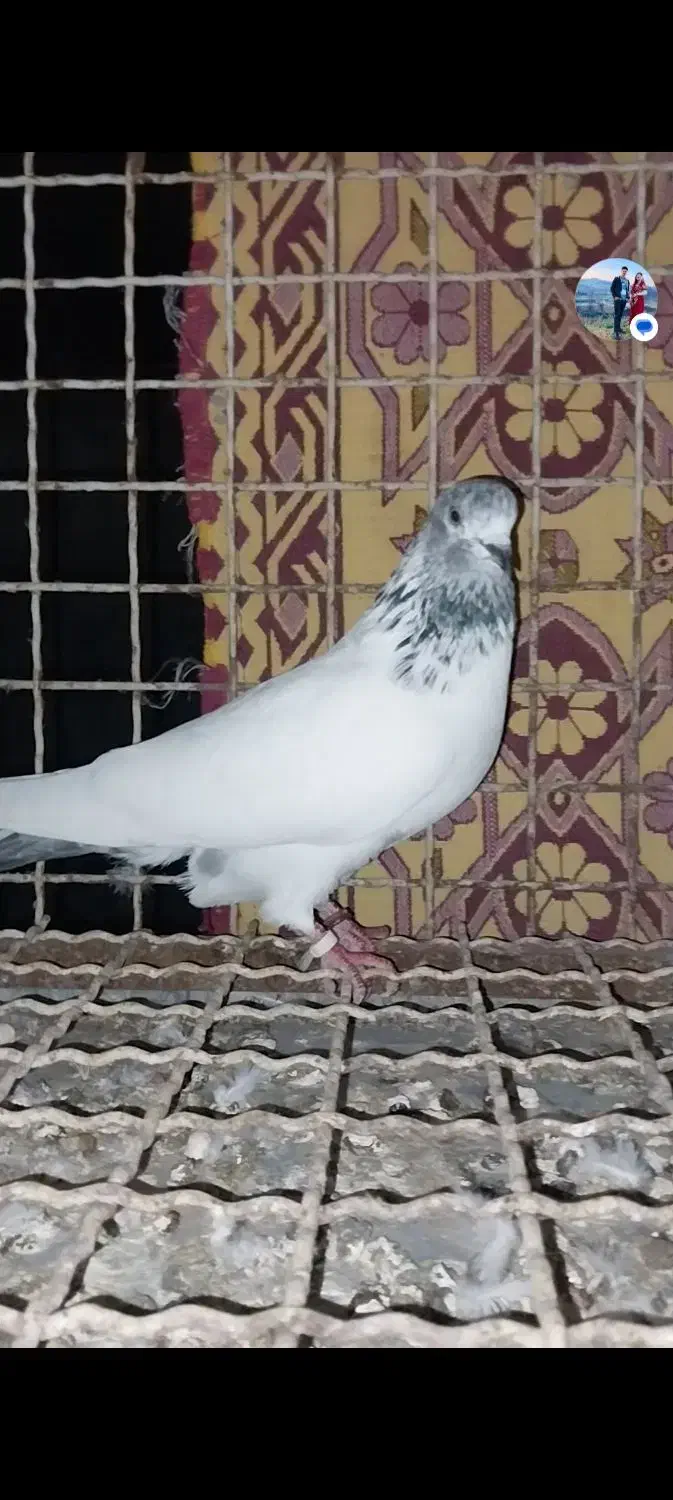 کبوتر پرشی|پرنده|بندر ترکمن, |دیوار