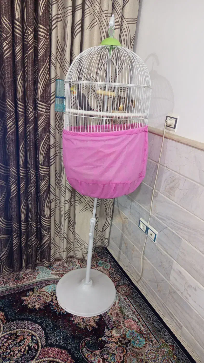 عروس هلندی|پرنده|قم, ولیعصر|دیوار