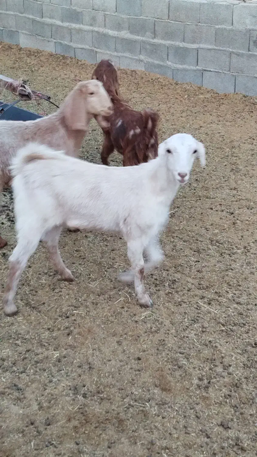 سه عدد کولار بزغاله پاکستانی اصل تکه خورده|حیوانات مزرعه|ملکآباد, |دیوار