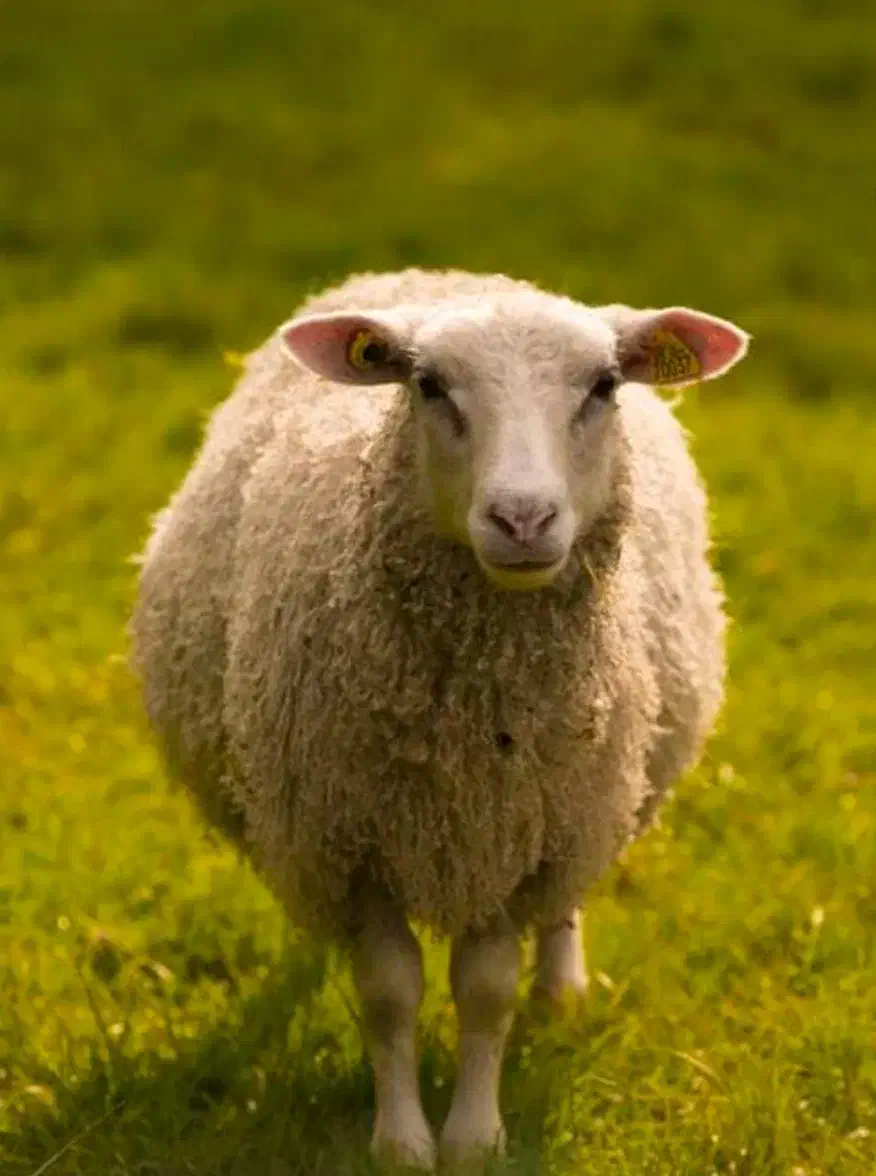 بره پرواری|حیوانات مزرعه|خوانسار, |دیوار