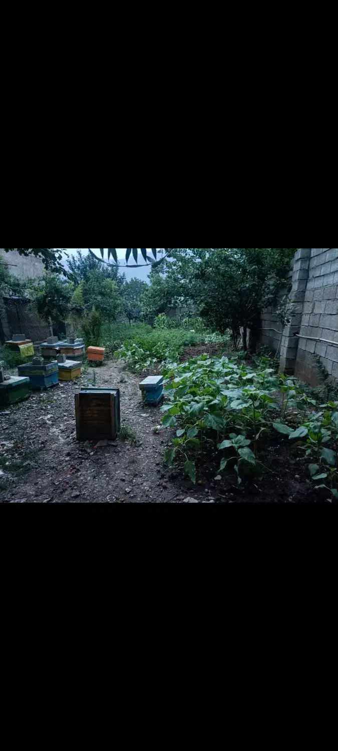 زمین مسکونی داخل شهر|فروش زمین و ملک کلنگی|رامیان, |دیوار