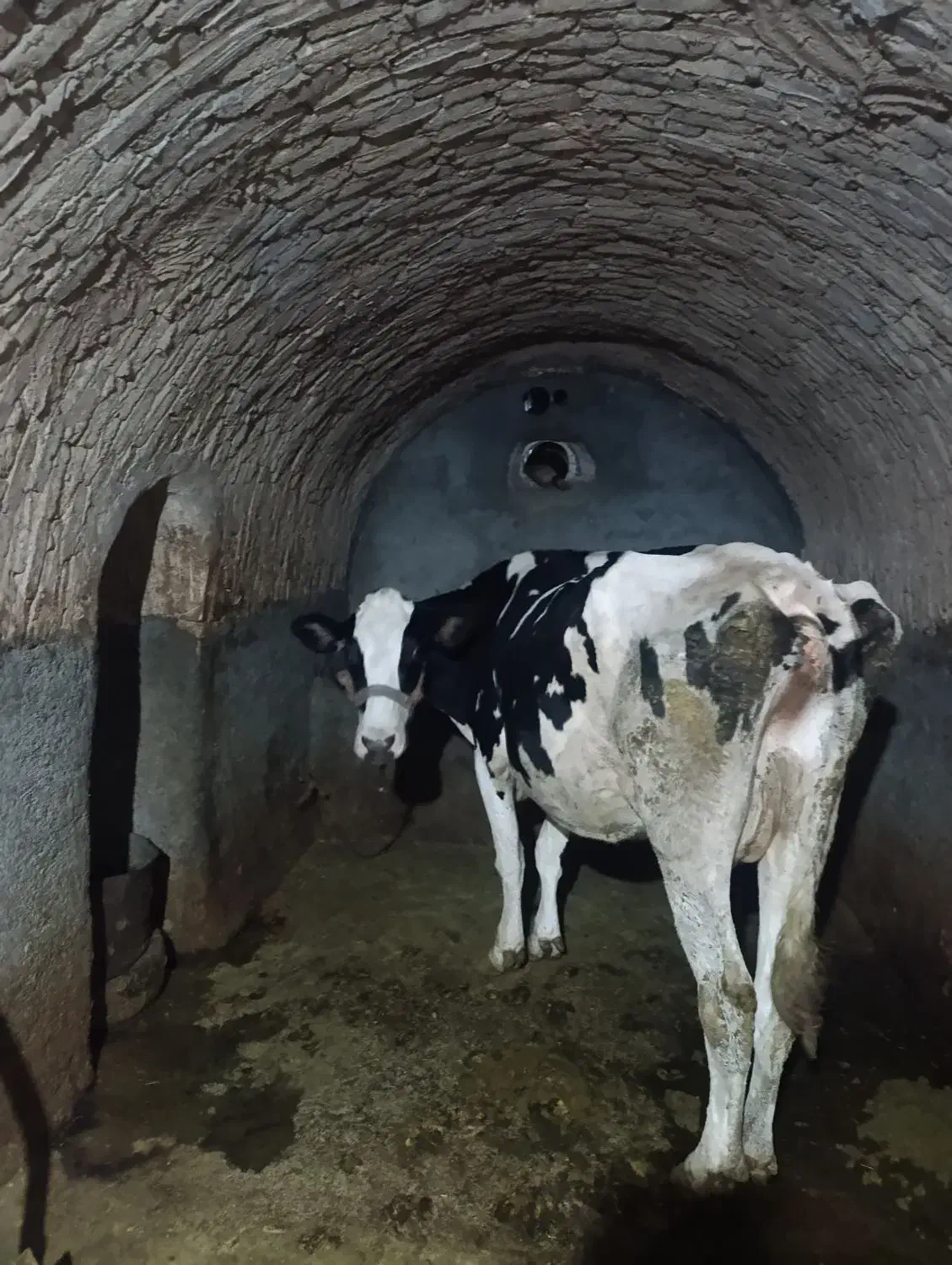 گاو و گوساله گوشتی|حیوانات مزرعه|دهگلان, |دیوار