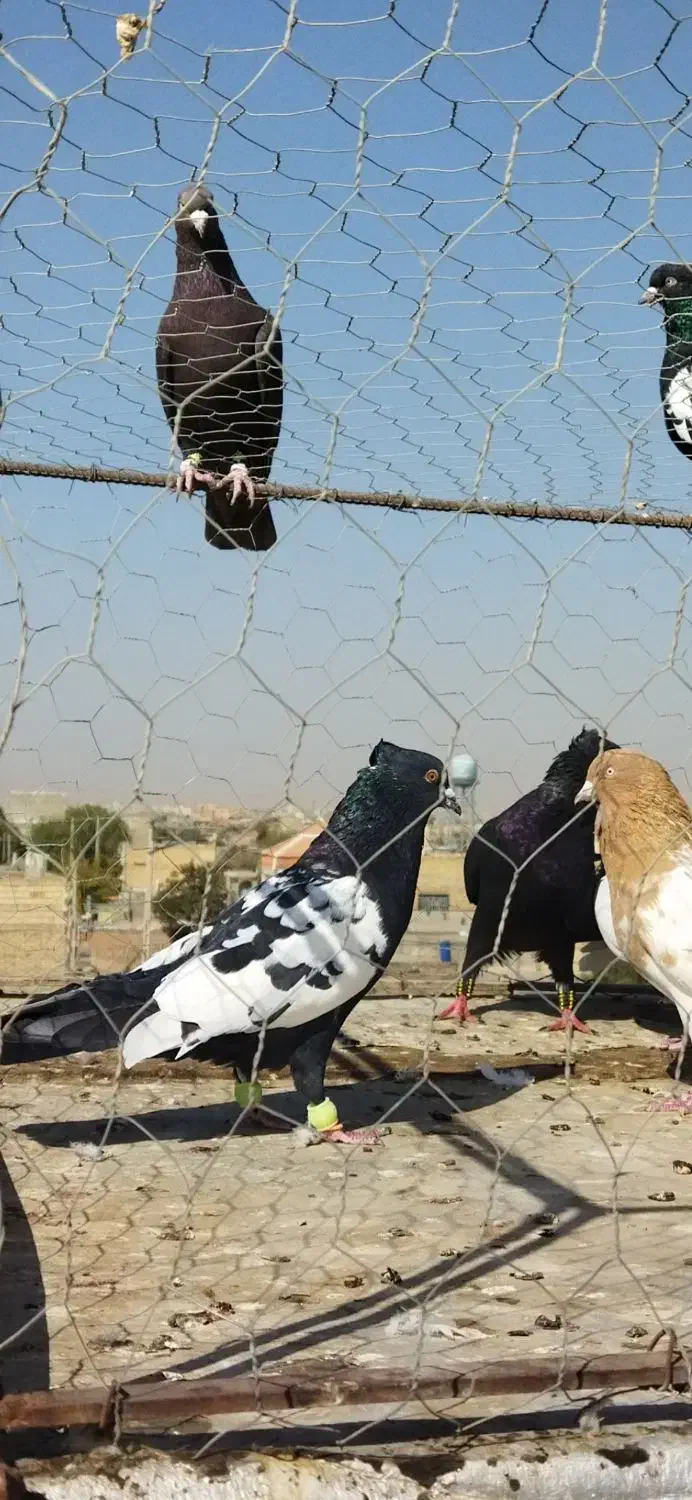 گمشده|پرنده|قوچان, |دیوار