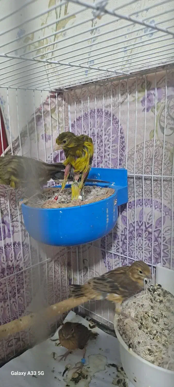 قناری جفت جیور وفر با جوجه هاشون|پرنده|مشهد, خواجه ربیع|دیوار