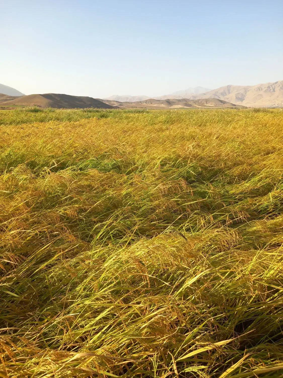 فروش چلتوک برنج لنجون اصفهانی|خوردنی و آشامیدنی|خمینی‌شهر, |دیوار