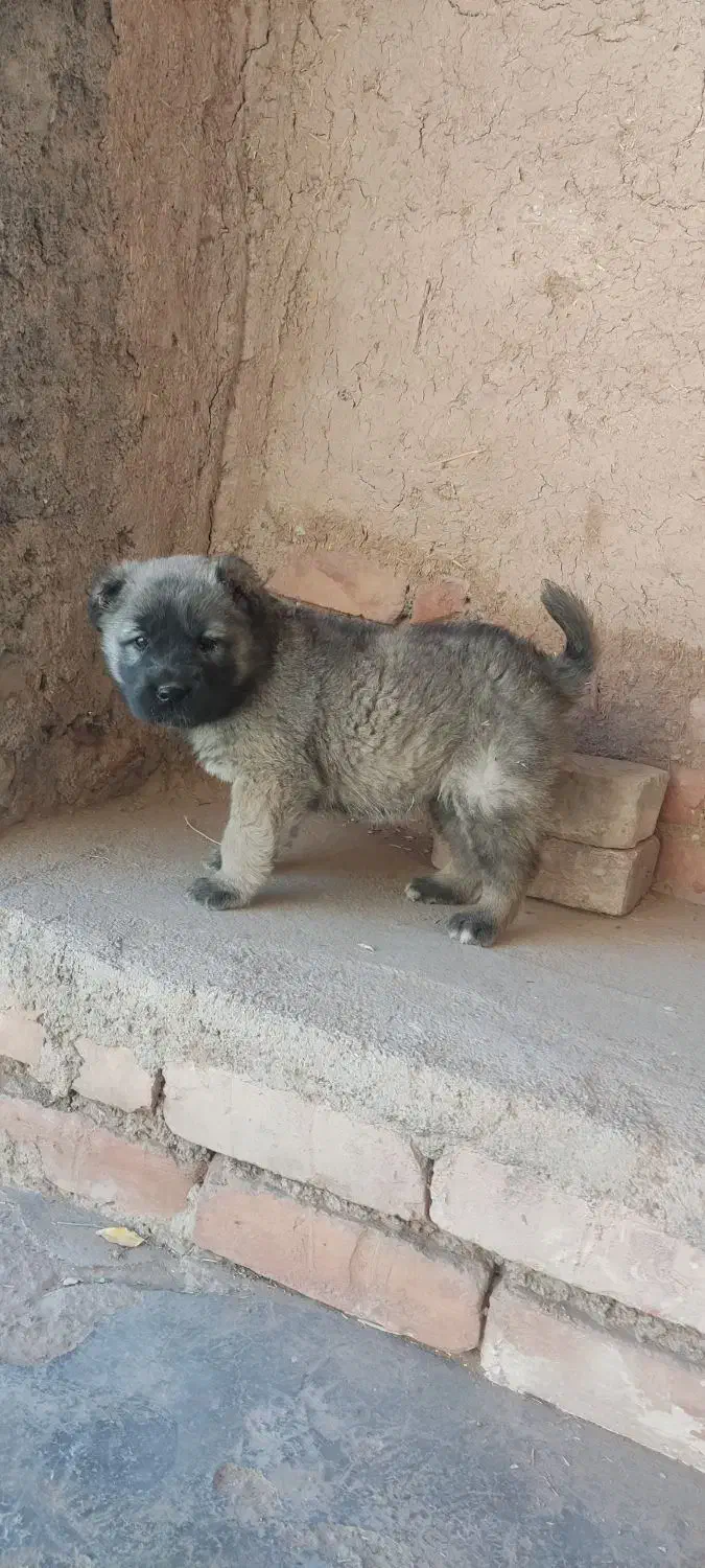 توله سرابی اصیل|سگ|بیرجند, |دیوار