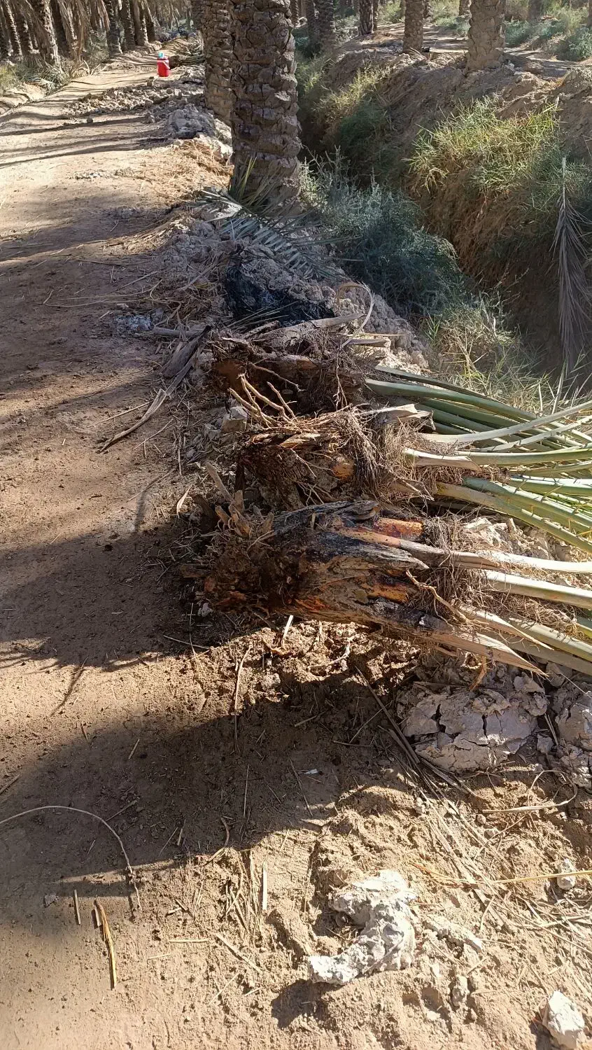 فروش پاجوش با تجربه|گل و گیاه طبیعی|شادگان, |دیوار