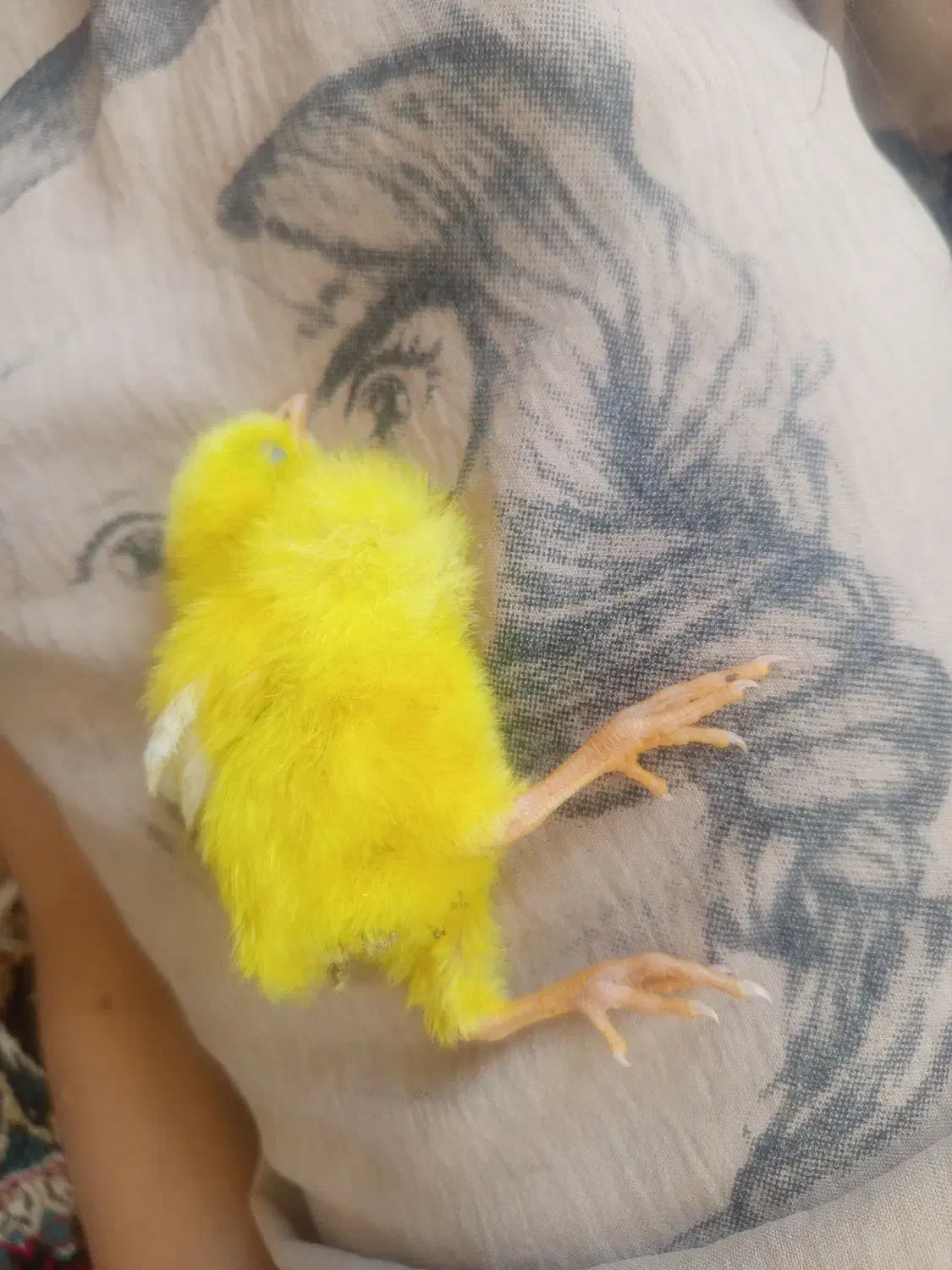 فروش تعدادی مرغ خروس و جوجه خروس|حیوانات مزرعه|سیرجان, |دیوار