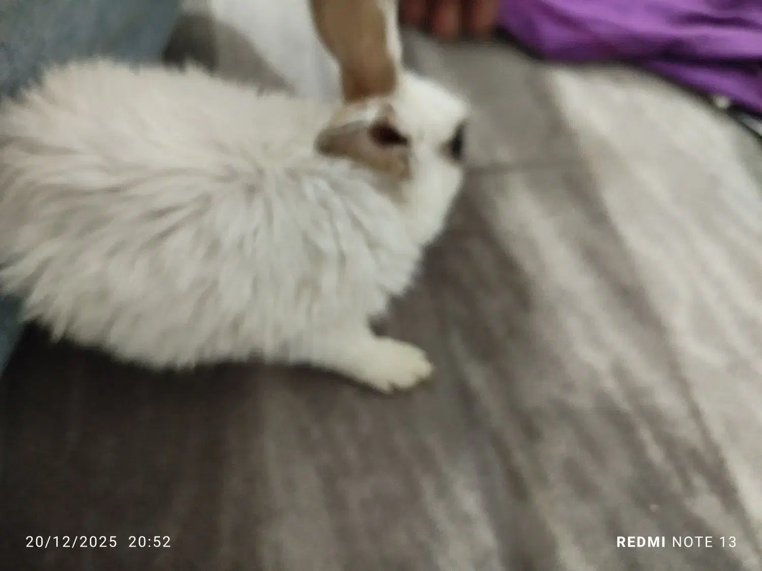 خرگوش|موش و خرگوش|ساوه, |دیوار