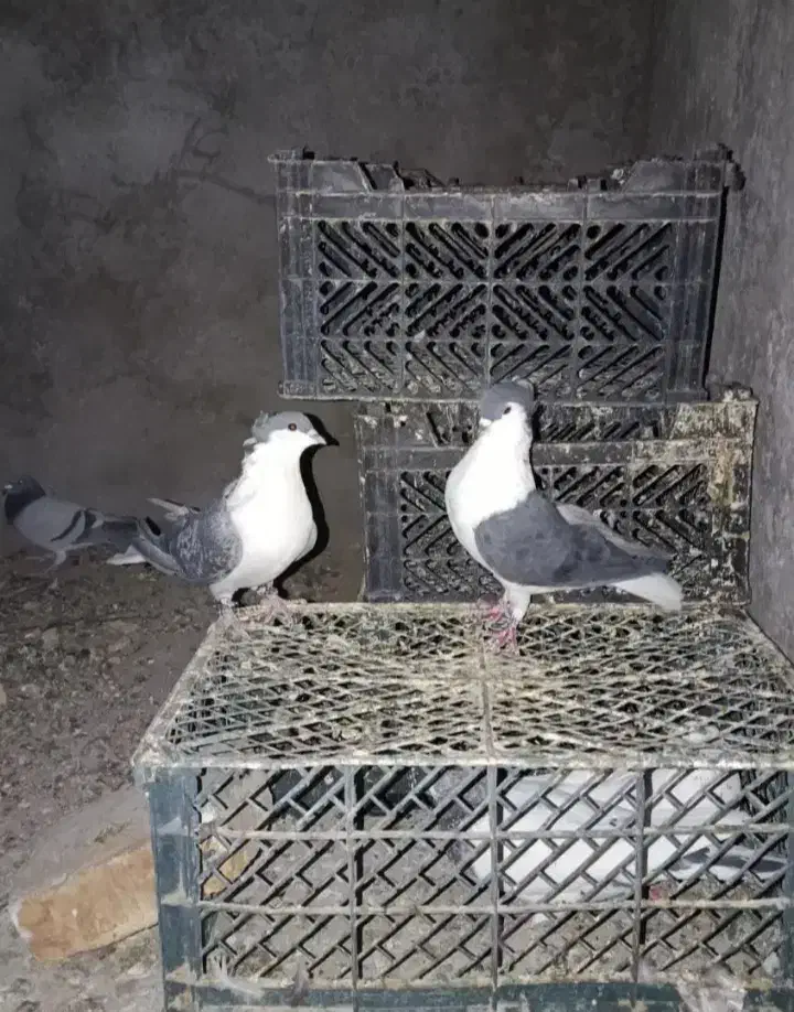 کفتر ساده کاکل|پرنده|سراوان, |دیوار