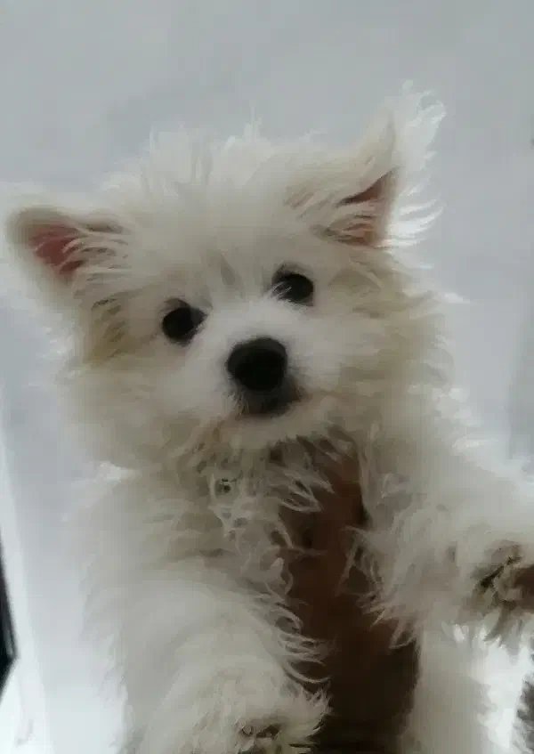 توله 4 ماهه اشپیتز پامر|سگ|حاجی آباد, |دیوار