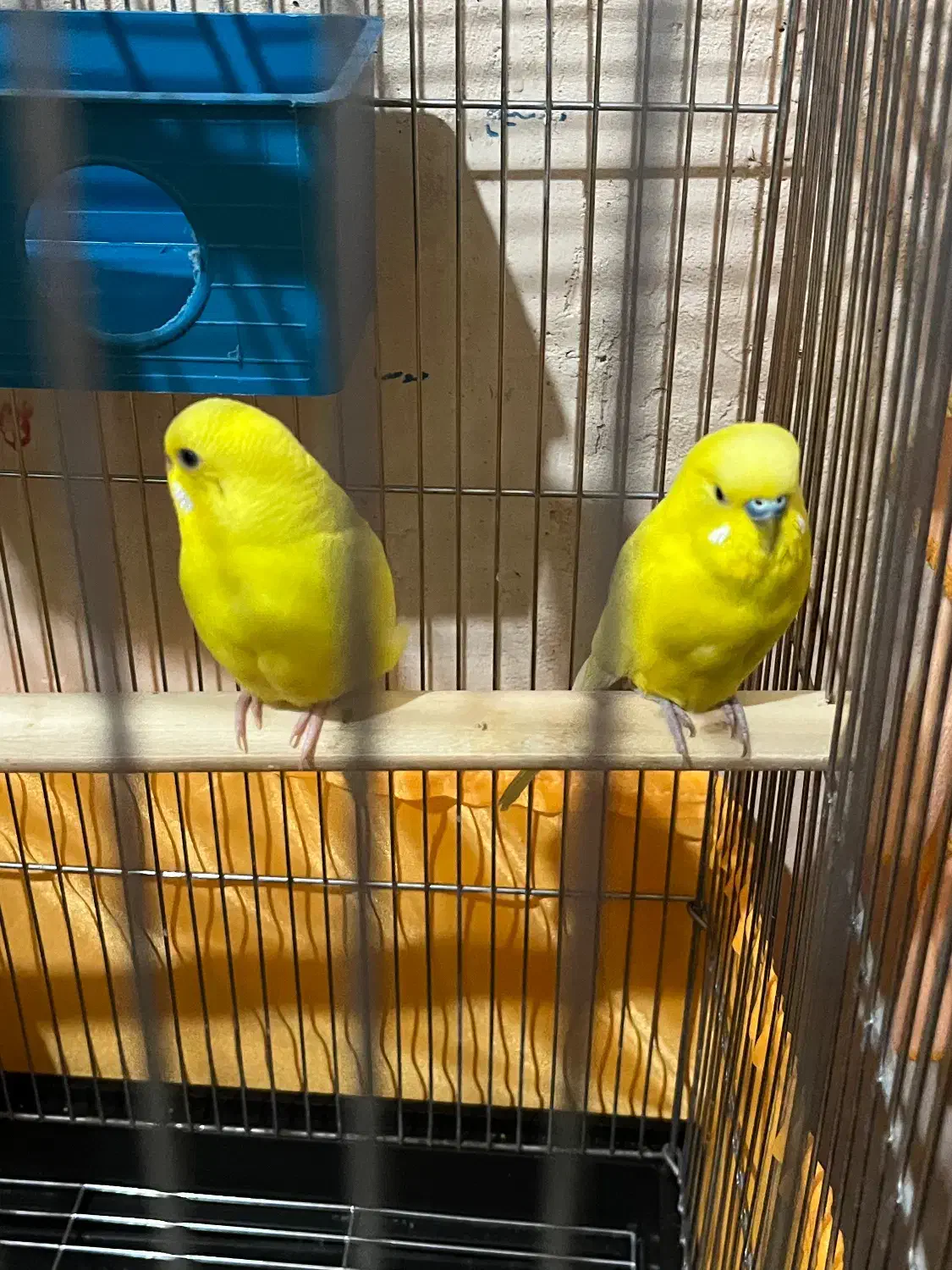 یه جفت مرغ عشق مولد معاوضه دارم|پرنده|سرپل ذهاب, |دیوار