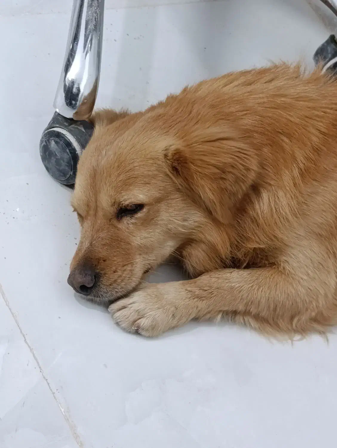 سگ پیدا شده در تفت|حیوانات|تفت, |دیوار