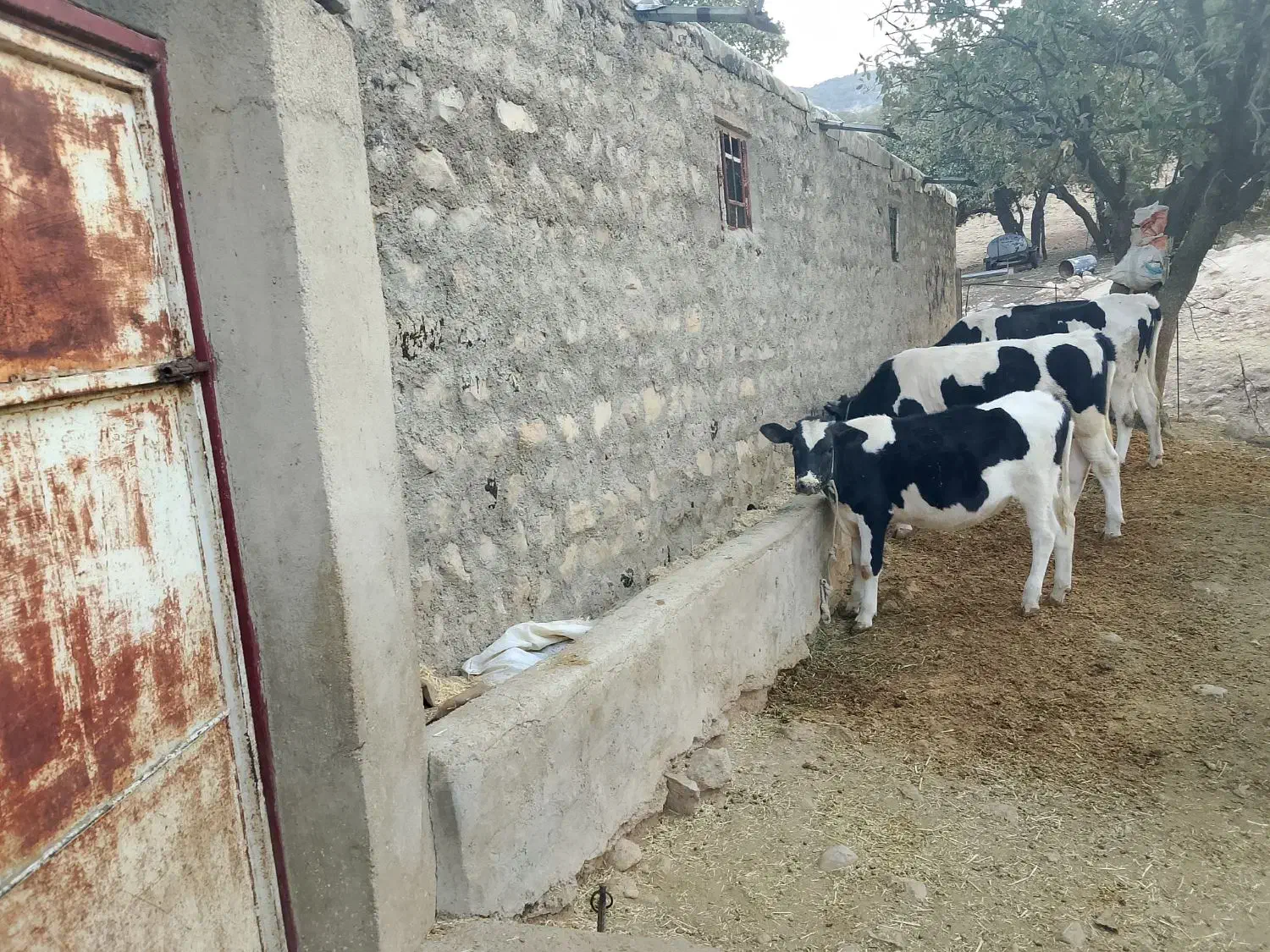 فروش گاو و گوساله و چند راس بزغاله|حیوانات مزرعه|ایلام, |دیوار