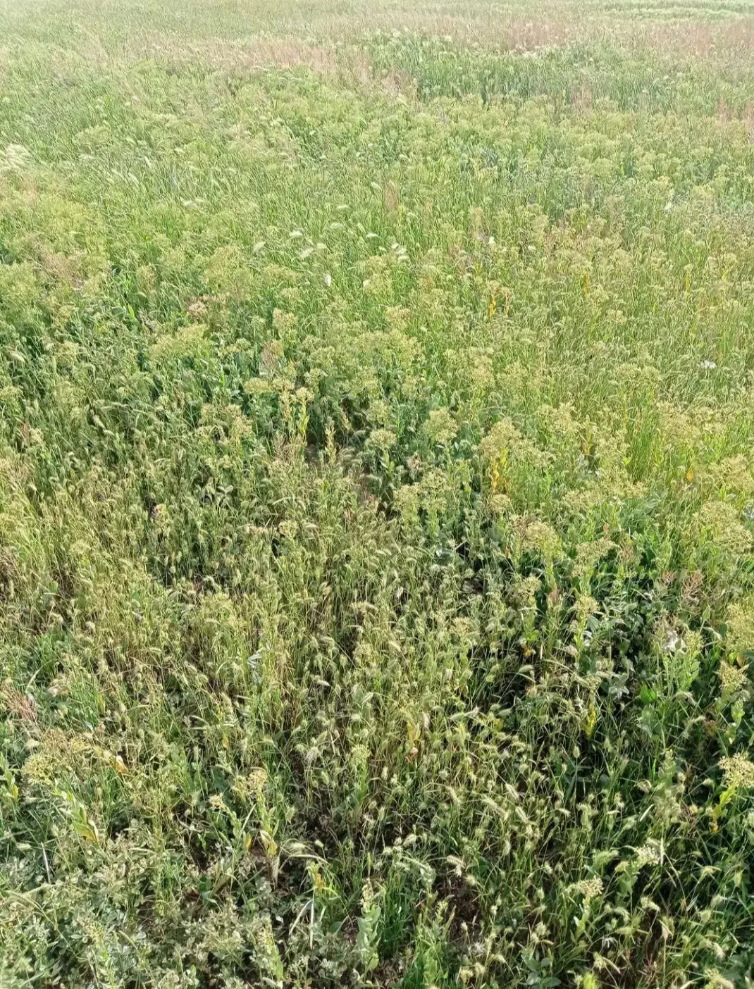 یک هکتار زمین گلخانه ای|فروش دفتر صنعتی، کشاورزی، تجاری|خواجه, |دیوار