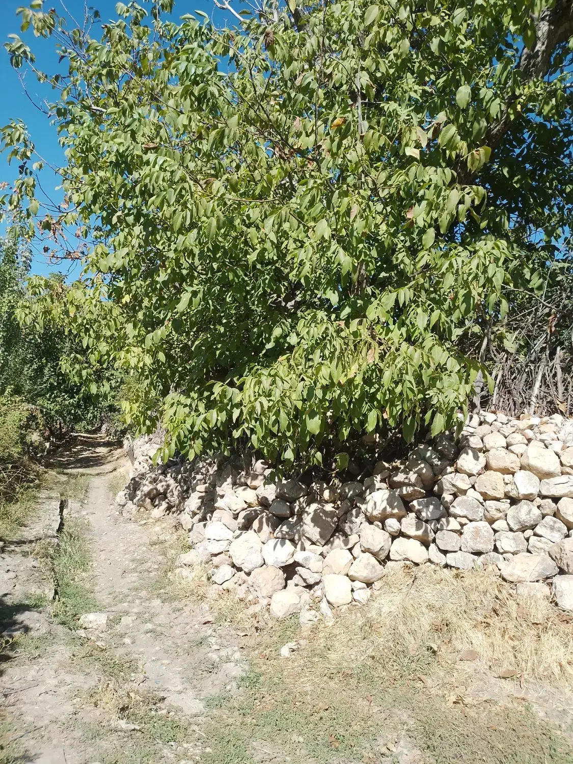 فروش باغ در شهر دالاهو|فروش زمین و ملک کلنگی|اسلامآباد غرب, |دیوار