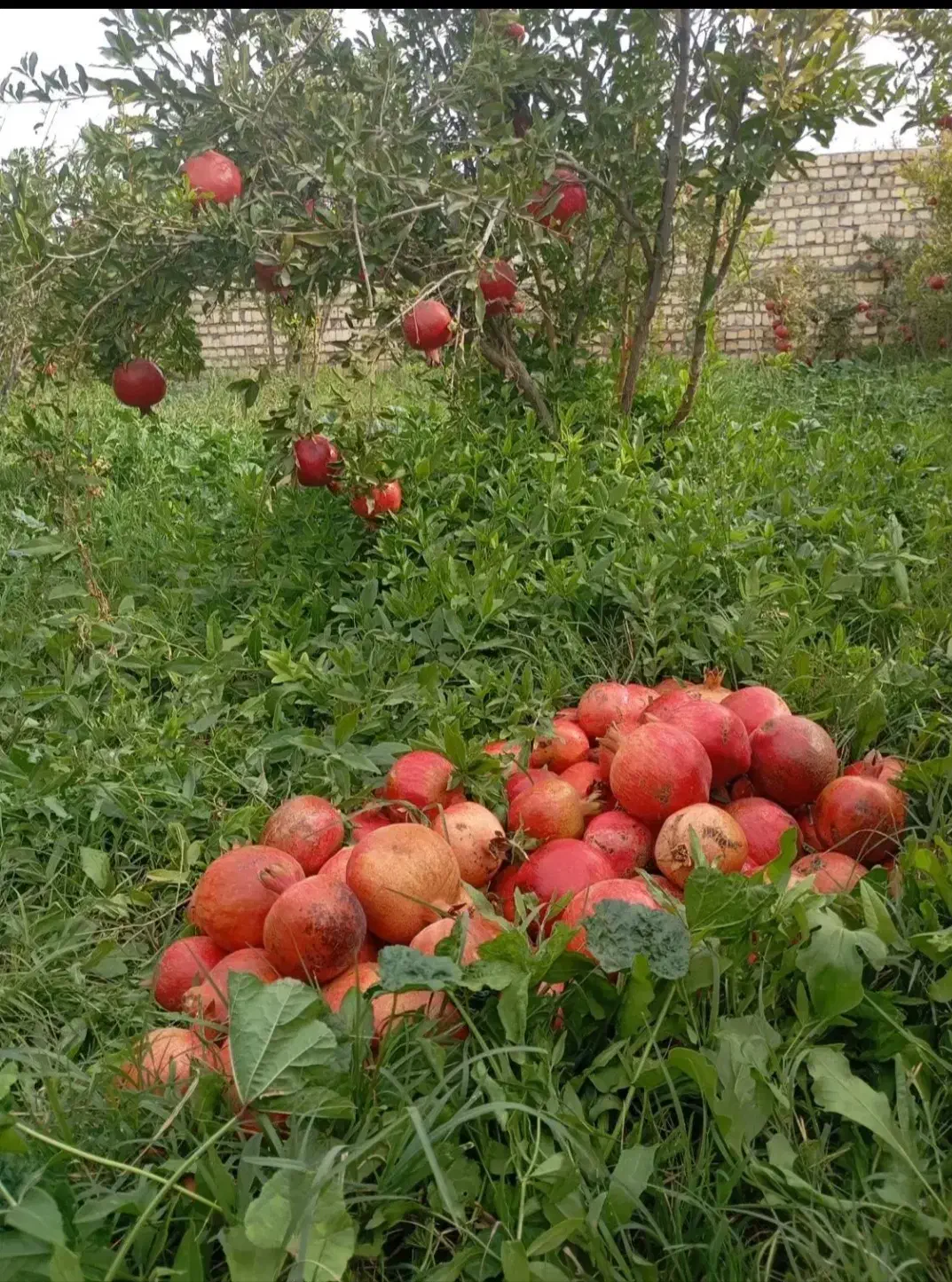 باغ فروشی|فروش خانه و ویلا|سلفچگان, |دیوار