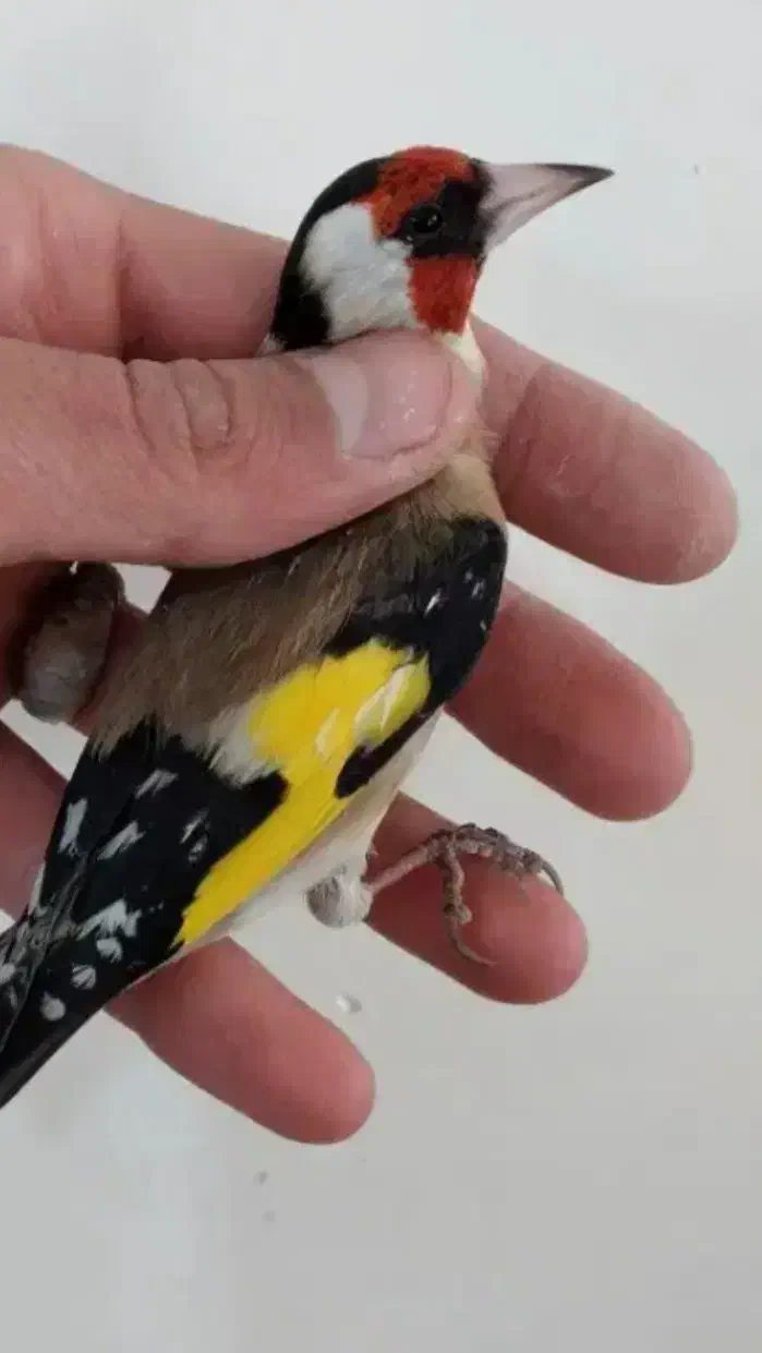 سهره|پرنده|امیدیه, |دیوار