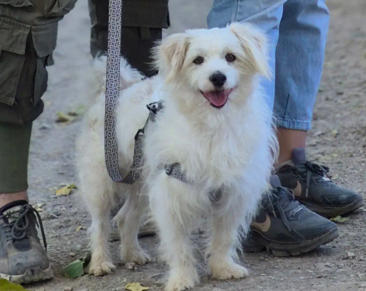 سگ فروشی|سگ|نیشابور, مدرس|دیوار