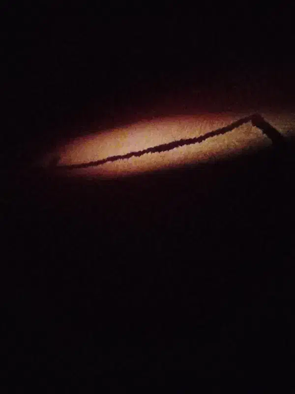 ساده|پرنده|نیشابور, فیض آباد|دیوار