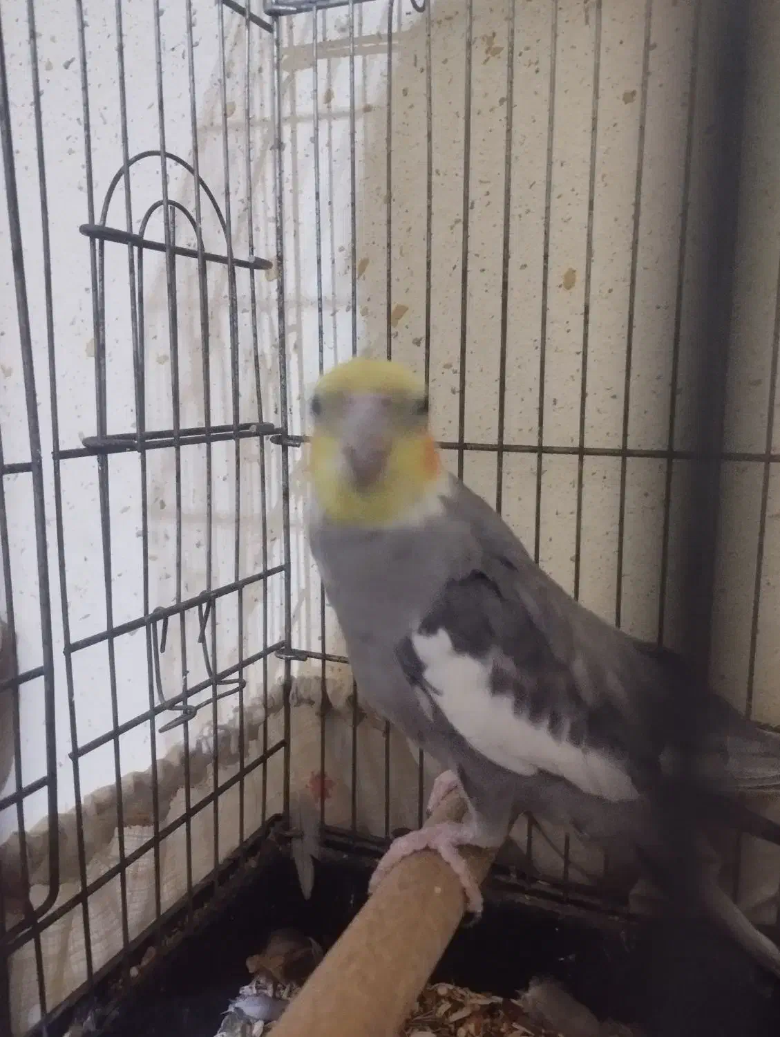 عروس هلندی نر|پرنده|میناب, |دیوار