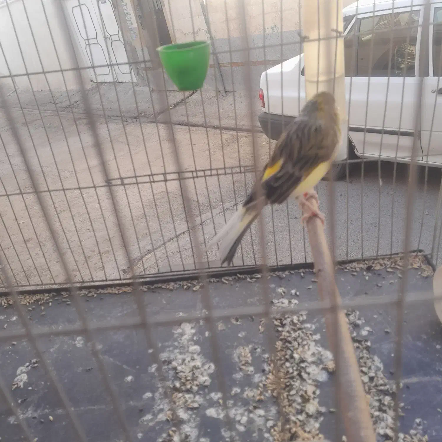 قناری نر|پرنده|شیراز, کوشک میدان|دیوار