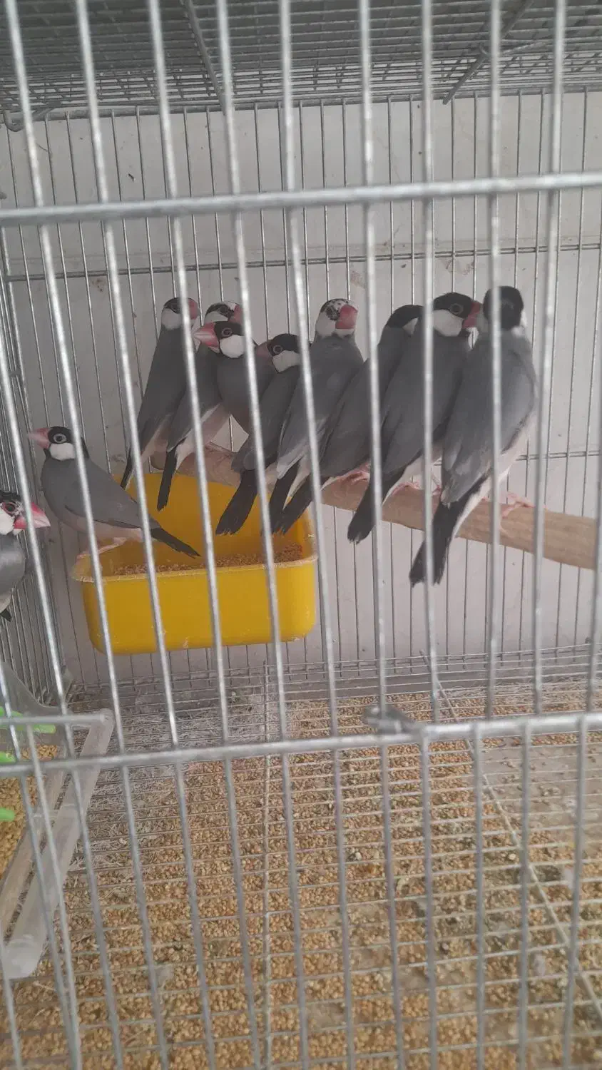 فروش تعدادی فنج نرگسی مولد سالن|پرنده|فولادشهر, مسکن مهر فولادشهر|دیوار