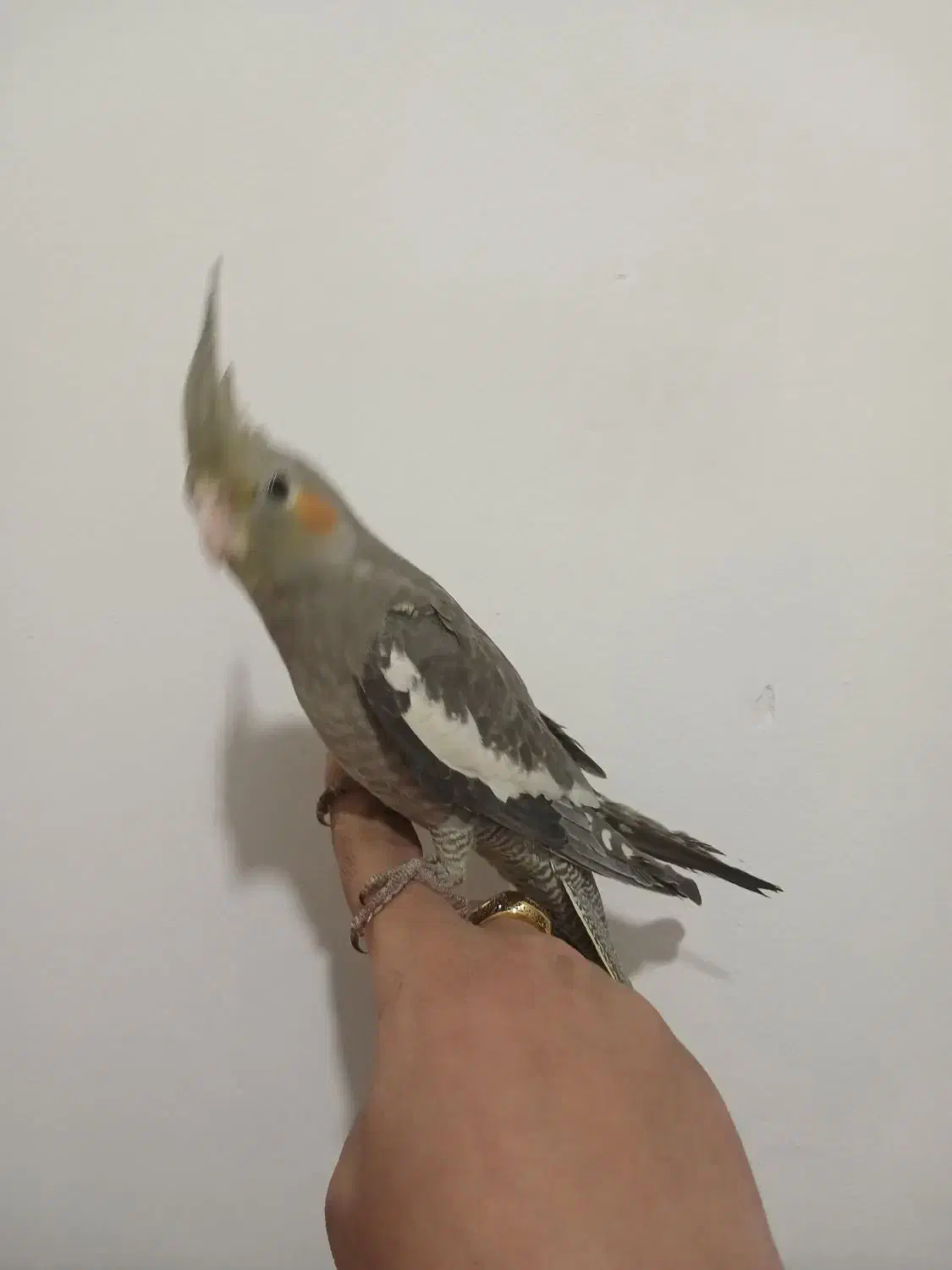 عروس هلندی|پرنده|قم, وادی السلام|دیوار