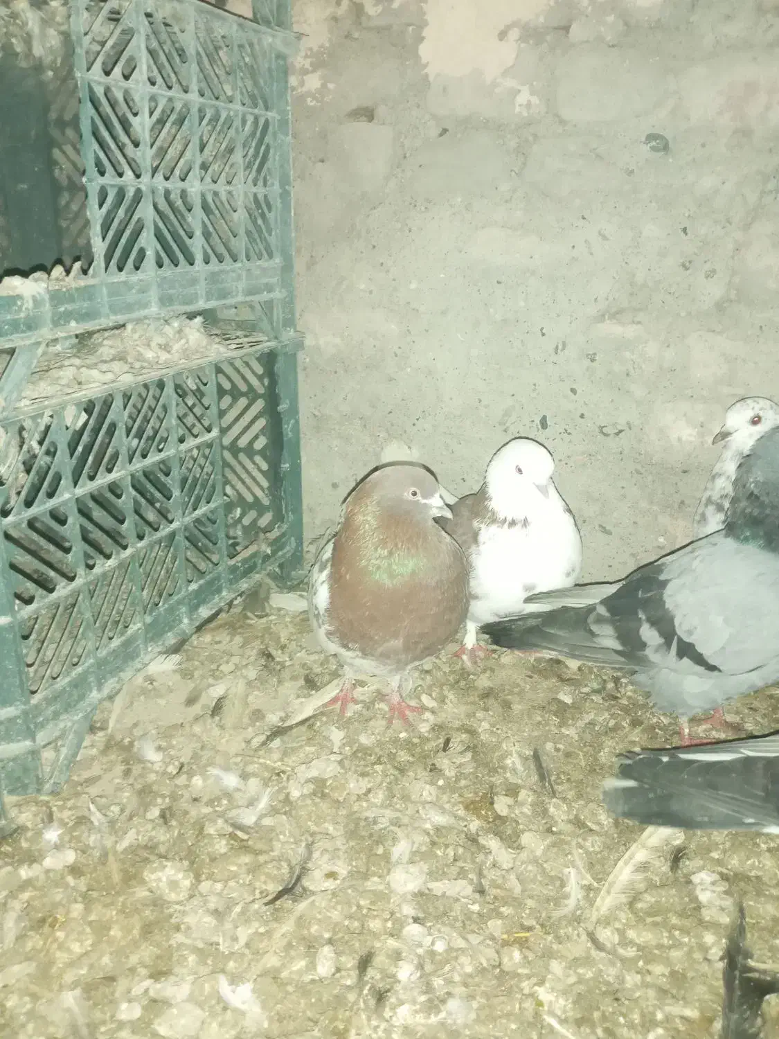 کبوتر|پرنده|میاندوآب, |دیوار