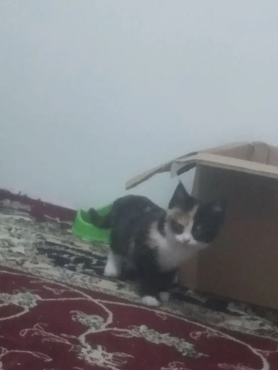 بچه گربه|گربه|گلبهار, شهر جدید گلبهار|دیوار